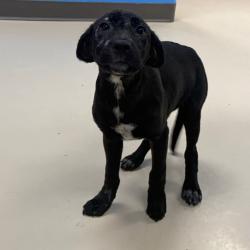 Shelter Stray Female Dog last seen , 901 N Haverty St, Pine Bluff, AR 71601, USA