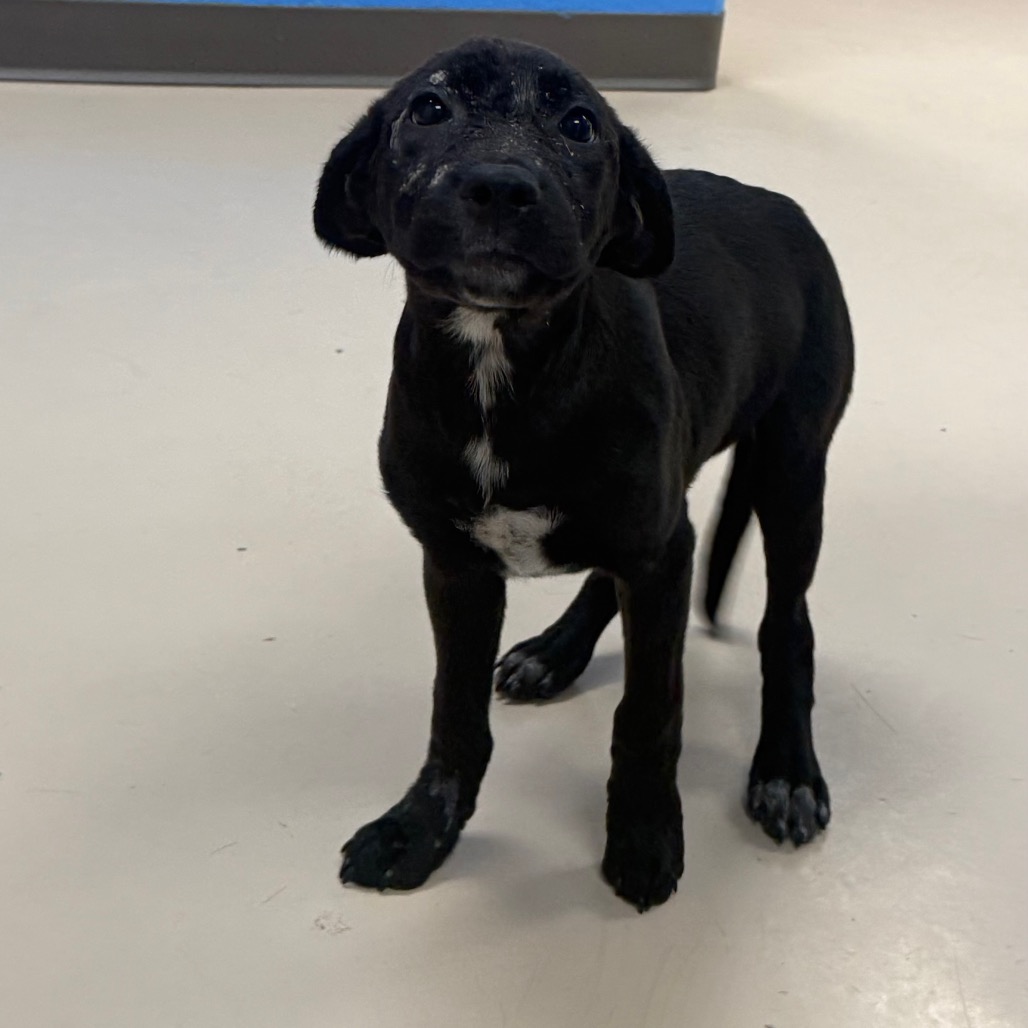 Shelter Stray Female Dog last seen , 901 N Haverty St, Pine Bluff, AR 71601, USA