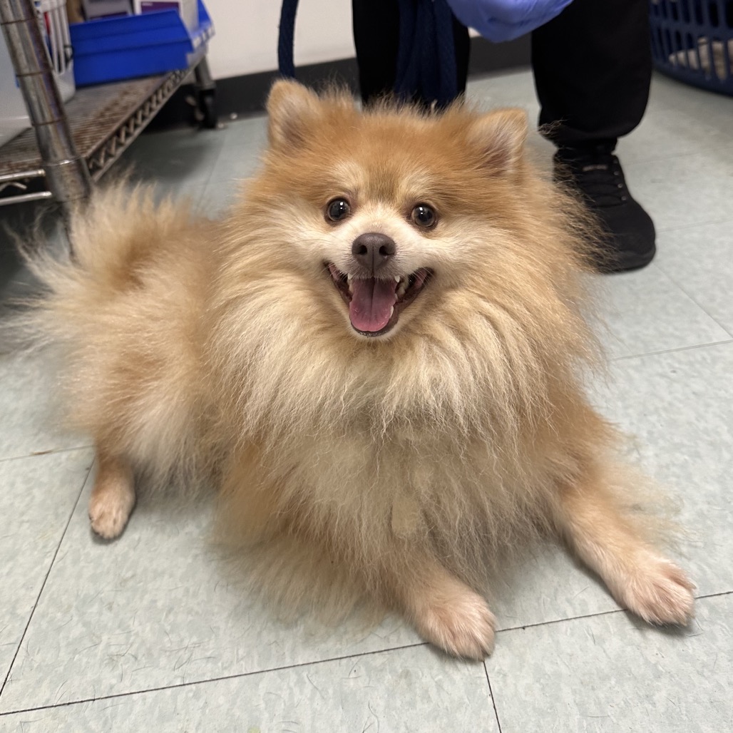 Shelter Stray Male Dog last seen , Animal Care & Control Team of Philly, 111 W Hunting Park Ave, Philadelphia, PA 19140, USA