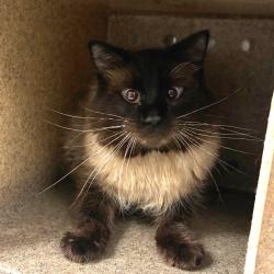Shelter Stray Male Cat last seen , Animal Care & Control Team of Philly, 111 W Hunting Park Ave, Philadelphia, PA 19140, USA