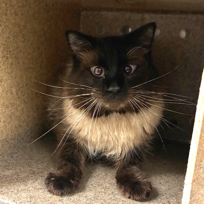 Shelter Stray Male Cat last seen , Animal Care & Control Team of Philly, 111 W Hunting Park Ave, Philadelphia, PA 19140, USA