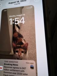 Reunited Female Cat last seen Hawthorne, York, PA 17404