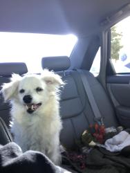 Lost Female Dog last seen Jamboree , Tustin Ralph’s parking lot Myford Rd ., Tustin, CA 92782