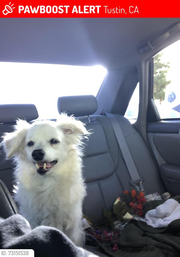 Lost Female Dog last seen Jamboree , Tustin Ralph’s parking lot Myford Rd ., Tustin, CA 92782
