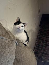 Reunited Female Cat last seen The seasons apartment, Laurel, MD 20723