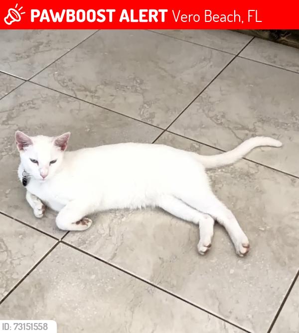 Lost Male Cat last seen Vero lake ests, Vero Beach, FL 32967