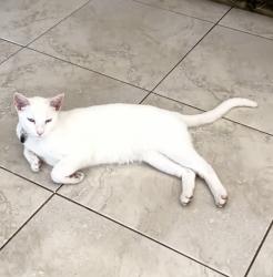 Lost Male Cat last seen Vero lake ests, Vero Beach, FL 32967