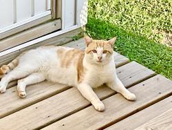 Found/Stray Male Cat last seen Wetherington Landing Rd, Stella, NC 28582