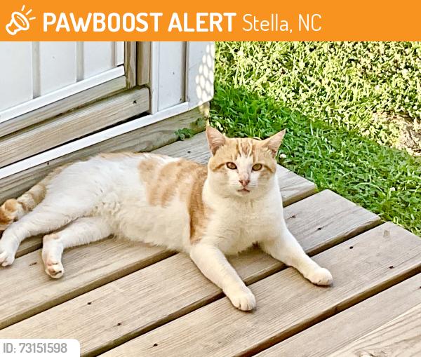 Found/Stray Male Cat last seen Wetherington Landing Rd, Stella, NC 28582
