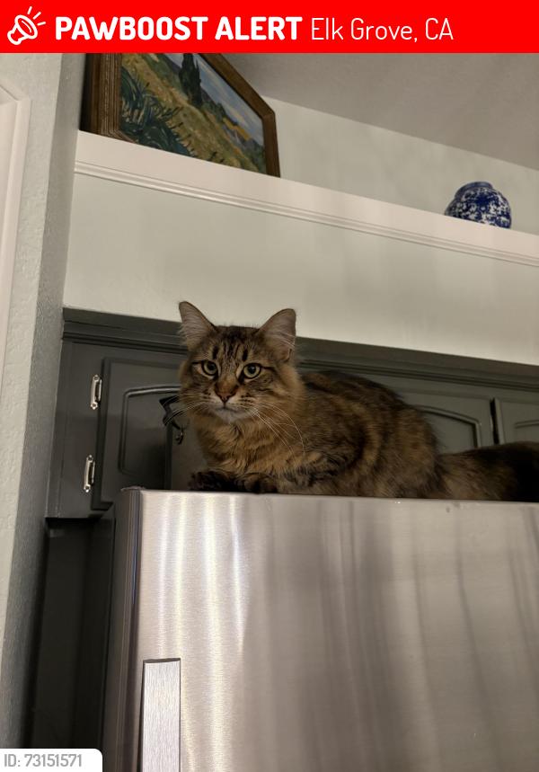 Lost Male Cat last seen Foulks Park, Elk Grove, CA 95758