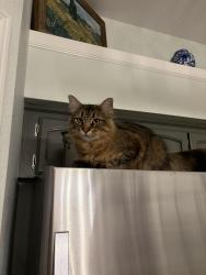 Lost Male Cat last seen Foulks Park, Elk Grove, CA 95758
