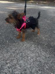 Lost Female Dog last seen Saint Albans, Virginia Beach, VA 23452