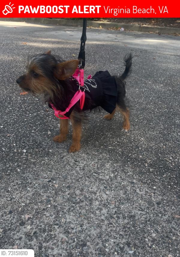 Lost Female Dog last seen Saint Albans, Virginia Beach, VA 23452