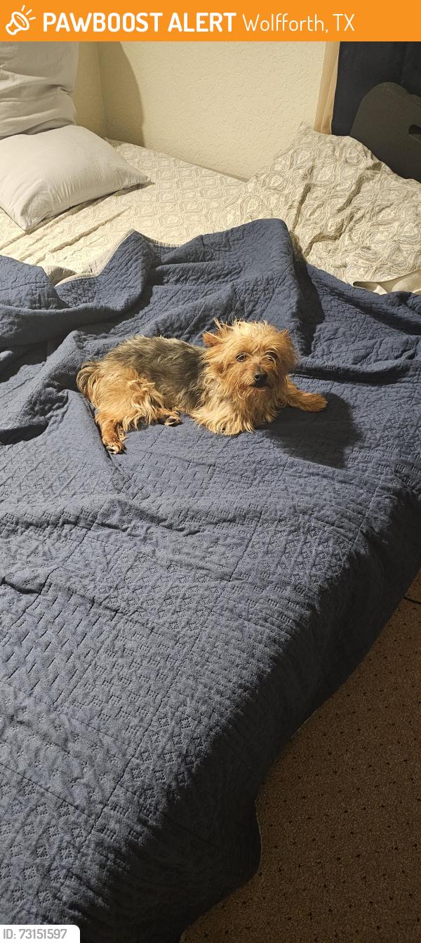 Found/Stray Male Dog last seen Found running onto dowden rd and North 7th St in wolforth, tx, Wolfforth, TX 79382
