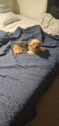 Found/Stray Male Dog last seen Found running onto dowden rd and North 7th St in wolforth, tx, Wolfforth, TX 79382