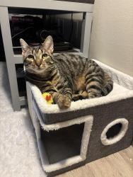 Reunited Male Cat last seen Terrace view apmts, Blacksburg, VA 24060