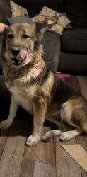 Lost Female Dog last seen 5th st, San Bernardino, CA 92411