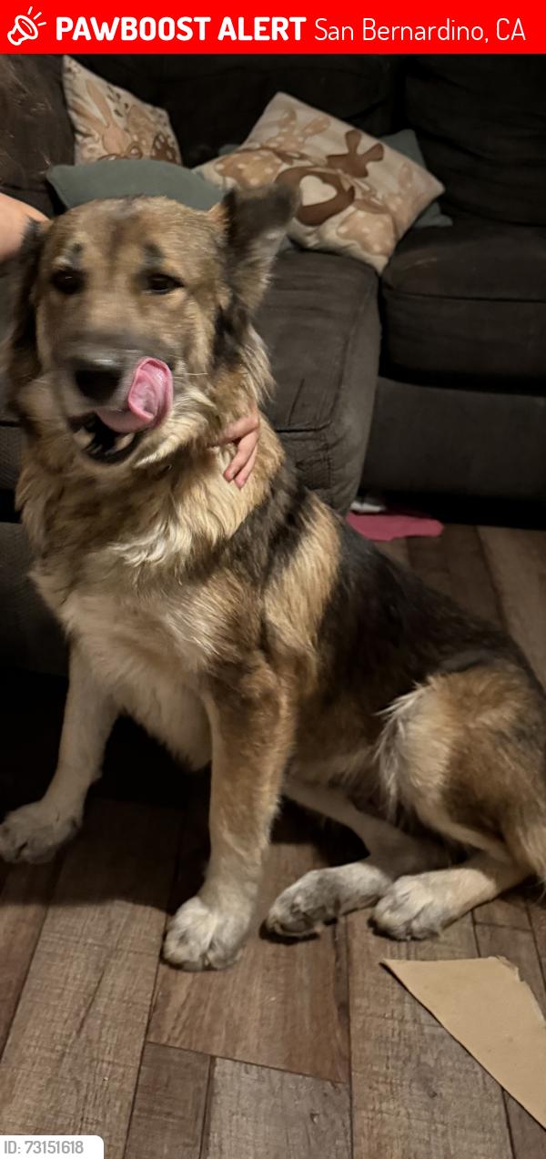 Lost Female Dog last seen 5th st, San Bernardino, CA 92411