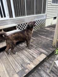 Found/Stray Female Dog last seen Rural king and Clayton park, Knoxville, TN 37918