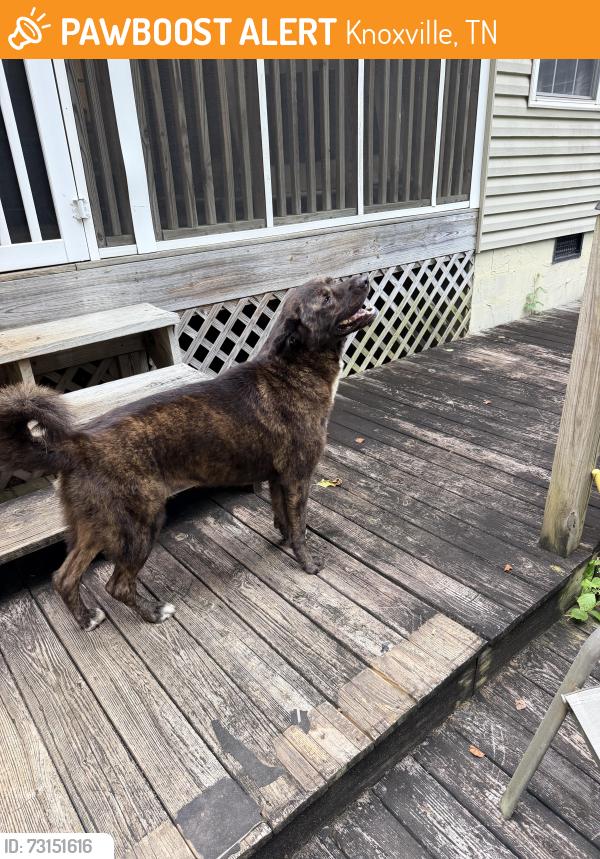 Found/Stray Female Dog last seen Rural king and Clayton park, Knoxville, TN 37918