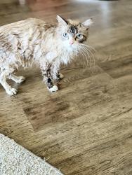 Reunited Female Cat last seen West Carmen Lane, Santa Maria, CA 93458