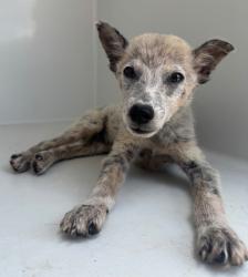 Shelter Stray Male Dog last seen Midwest City, 8485 E Reno Ave, Midwest City, OK 73110, USA