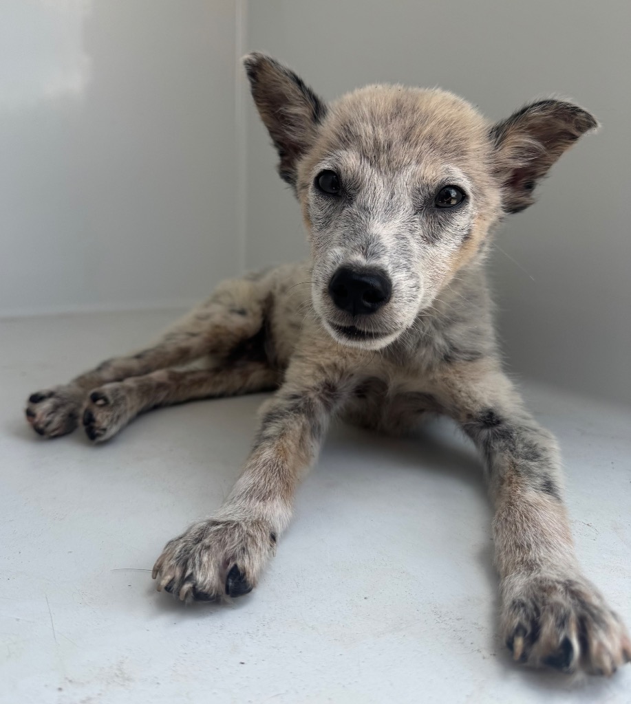 Shelter Stray Male Dog last seen Midwest City, 8485 E Reno Ave, Midwest City, OK 73110, USA