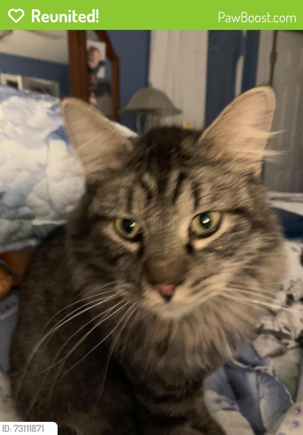 Reunited Male Cat last seen Near Bradington, Fenton, MO 63026
