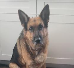 Reunited Male Dog last seen Margarita/Date, Temecula, CA 92591