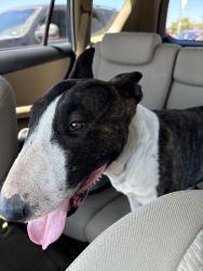 Reunited Female Dog last seen Empire Ave, Oakley, CA, USA, Oakley, CA 94561