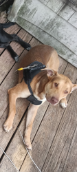 Lost Male Dog last seen Coleman st and Ash st, San Antonio, TX 78208