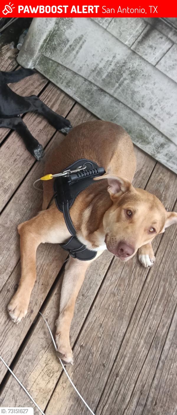 Lost Male Dog last seen Coleman st and Ash st, San Antonio, TX 78208