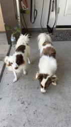 Found/Stray Female Dog last seen Ferguson and highland st, Visalia, CA 93291