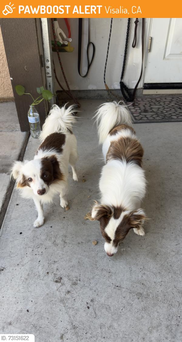 Found/Stray Female Dog last seen Ferguson and highland st, Visalia, CA 93291
