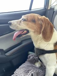 Found/Stray Male Dog last seen 53rd St and Morgan Ave, Minneapolis, MN 55419