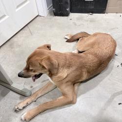Found/Stray Male Dog last seen Carol Price ct, Johnson County, TX 76063