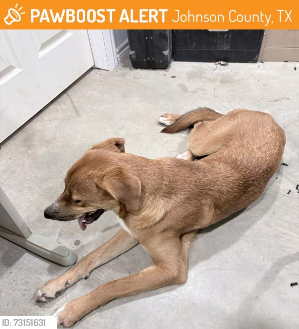 Found/Stray Male Dog last seen Carol Price ct, Johnson County, TX 76063