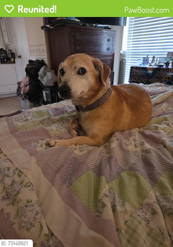Reunited Female Dog last seen Deacon Dr, College Station, TX 77845