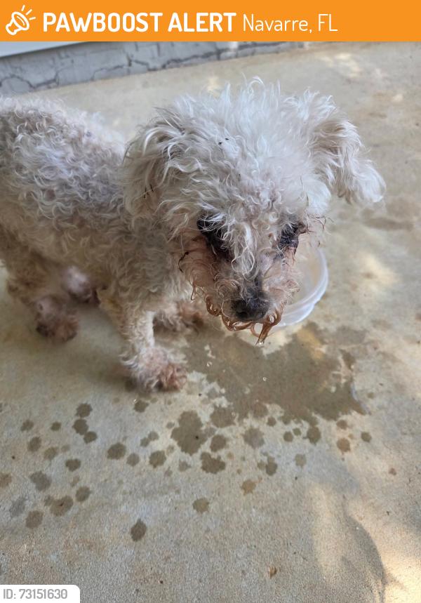 Found/Stray Female Dog last seen Verdura and Andorra, Navarre, FL 32566