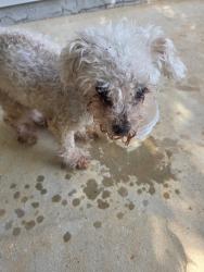Found/Stray Female Dog last seen Verdura and Andorra, Navarre, FL 32566