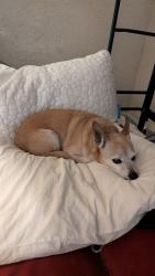 Found/Stray Male Dog last seen Turk and polk, San Francisco, CA 94109