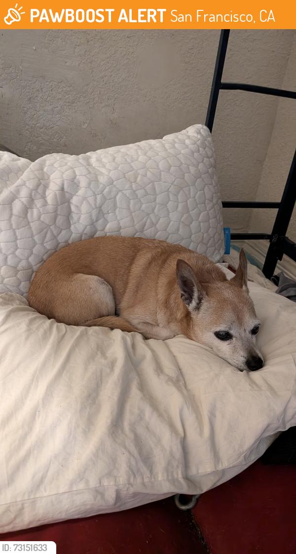 Found/Stray Male Dog last seen Turk and polk, San Francisco, CA 94109