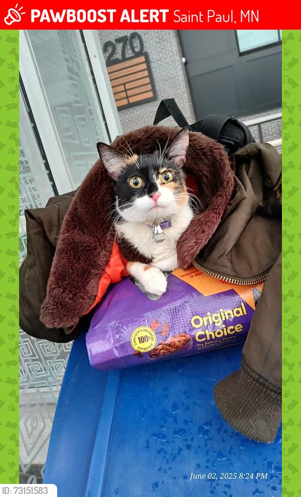Lost Female Cat last seen gateway park, Mississippi river, rise dispensary Ford parkway, Saint Paul, MN 55105