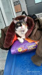 Lost Female Cat last seen gateway park, Mississippi river, rise dispensary Ford parkway, Saint Paul, MN 55105