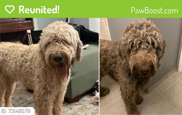 Reunited Male Dog last seen Greenway St and 46th, Mesa, AZ 85205