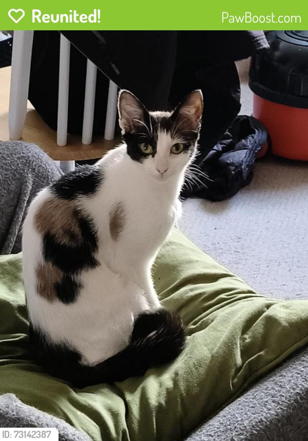 Reunited Female Cat last seen Epsom avenue, Greater Manchester, England M33 4QG