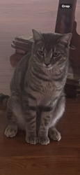 Lost Male Cat last seen South Morgan Street & Barksdale Dr in Broussard, Broussard, LA 70518