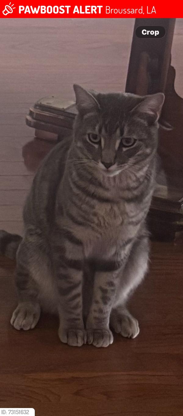 Lost Male Cat last seen South Morgan Street & Barksdale Dr in Broussard, Broussard, LA 70518