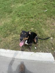 Found/Stray Male Dog last seen Sweet Acacia and Pinestraw rd, San Antonio, TX 78245