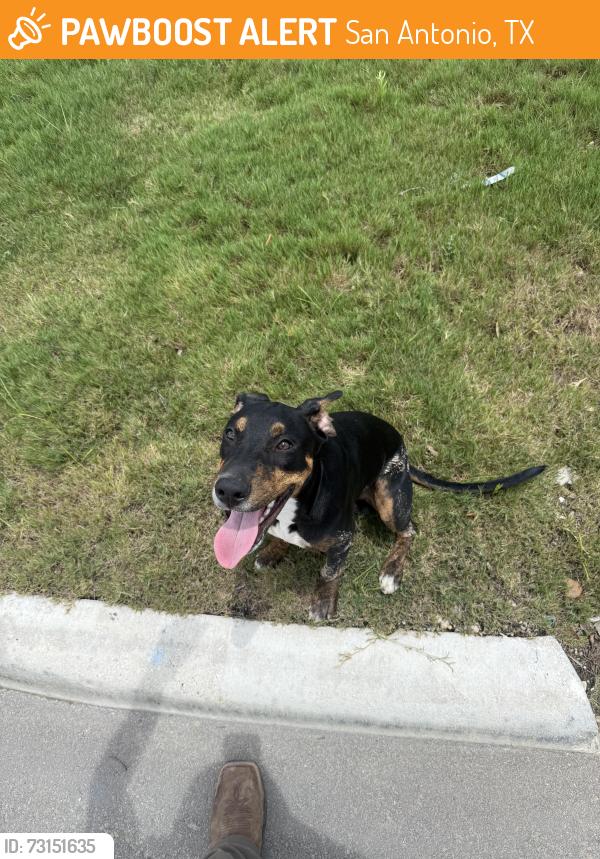 Found/Stray Male Dog last seen Sweet Acacia and Pinestraw rd, San Antonio, TX 78245